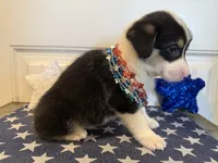 Rocky, a male Pembroke Welsh Corgi and Miniature Australian Shepherd for sale in Lawton, OK – 5 of 8
