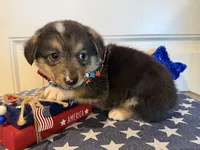 Rocker, a male Pembroke Welsh Corgi and Miniature Australian Shepherd for sale in Lawton, OK – 3 of 5