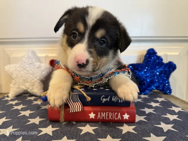 Rocky – Pembroke Welsh Corgi, Miniature Australian Shepherd puppy for sale in Lawton, OK