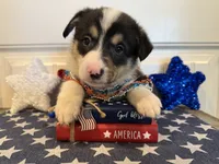 Rocky, a male Pembroke Welsh Corgi and Miniature Australian Shepherd for sale in Lawton, OK – 1 of 8