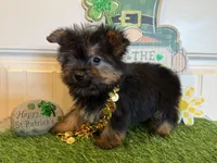 Allie, a female Morkie for sale in Lawton, OK – Photo 3 of 6
