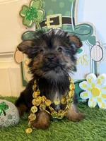 Allie, a female Morkie for sale in Lawton, OK – Photo 4 of 6