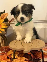 Jose, a male Pembroke Welsh Corgi and Miniature Australian Shepherd for sale in Lawton, OK – 4 of 6