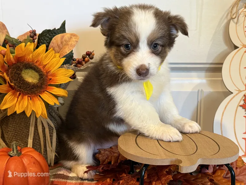 Jazzi – Pembroke Welsh Corgi, Miniature Australian Shepherd puppy for sale in Lawton, OK