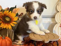 Jazzi, a female Pembroke Welsh Corgi and Miniature Australian Shepherd for sale in Lawton, OK – 1 of 5