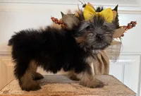 Jazzi, a female Morkie for sale in Lawton, OK – 6 of 7