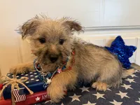 ACA Daisy, a female Cairn Terrier for sale in Lawton, OK – 4 of 6