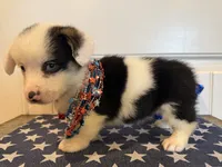 Romi, a female Pembroke Welsh Corgi and Miniature Australian Shepherd for sale in Lawton, OK – 3 of 7