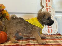 ACA Holley, a female Cairn Terrier for sale in Lawton, OK – 2 of 6