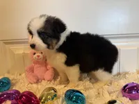 Shelbi, a female Pembroke Welsh Corgi and Miniature Australian Shepherd for sale in Lawton, OK – Photo 4 of 6