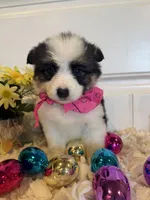 Shelbi, a female Pembroke Welsh Corgi and Miniature Australian Shepherd for sale in Lawton, OK – Photo 3 of 6