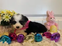 Shelbi, a female Pembroke Welsh Corgi and Miniature Australian Shepherd for sale in Lawton, OK – Photo 6 of 6