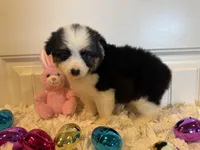 Shelbi, a female Pembroke Welsh Corgi and Miniature Australian Shepherd for sale in Lawton, OK – Photo 5 of 6