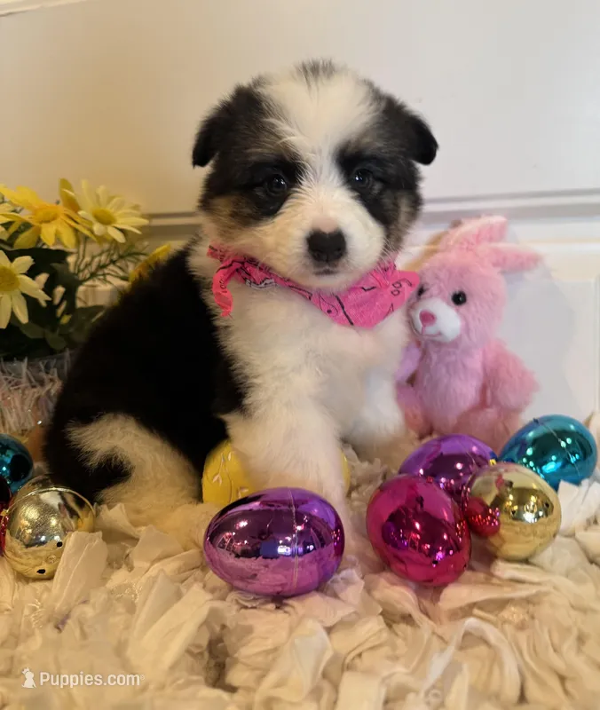 Shelbi – Pembroke Welsh Corgi, Miniature Australian Shepherd puppy for sale in Lawton, OK