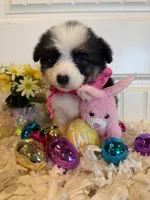 Shelbi, a female Pembroke Welsh Corgi and Miniature Australian Shepherd for sale in Lawton, OK – Photo 2 of 6