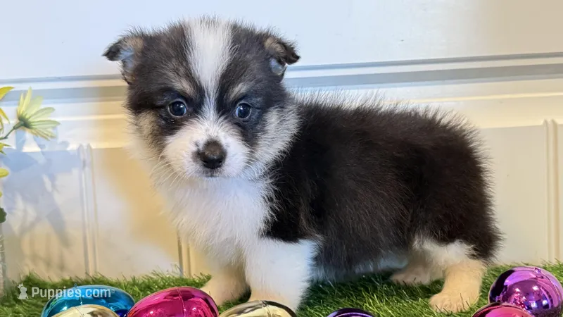 Sophie – Pembroke Welsh Corgi, Miniature Australian Shepherd puppy for sale in Lawton, OK