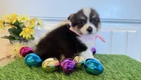 Sophie, a female Pembroke Welsh Corgi and Miniature Australian Shepherd for sale in Lawton, OK – Photo 7 of 7