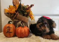 Jezzy, a female Morkie for sale in Lawton, OK – 4 of 5