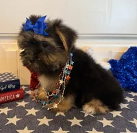 Alex, a male Morkie for sale in Lawton, OK – 5 of 7