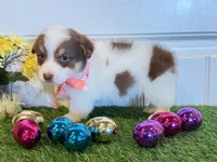 Scotti, a male Pembroke Welsh Corgi and Miniature Australian Shepherd for sale in Lawton, OK – Photo 2 of 6