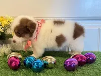 Scotti, a male Pembroke Welsh Corgi and Miniature Australian Shepherd for sale in Lawton, OK – Photo 3 of 6