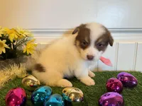 Scotti, a male Pembroke Welsh Corgi and Miniature Australian Shepherd for sale in Lawton, OK – Photo 6 of 6