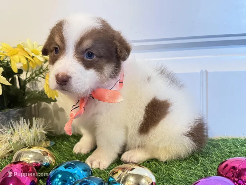 Scotti – Pembroke Welsh Corgi, Miniature Australian Shepherd puppy for sale in Lawton, OK