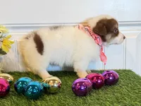 Scotti, a male Pembroke Welsh Corgi and Miniature Australian Shepherd for sale in Lawton, OK – Photo 4 of 6