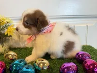 Scotti, a male Pembroke Welsh Corgi and Miniature Australian Shepherd for sale in Lawton, OK – Photo 5 of 6