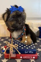 Alex, a male Morkie for sale in Lawton, OK – 2 of 7