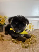 Markie, a male Morkie for sale in Lawton, OK – 3 of 9