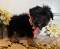 Mindy, a female Morkie for sale in Lawton, OK – 4 of 7