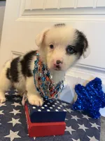 Romi, a female Pembroke Welsh Corgi and Miniature Australian Shepherd for sale in Lawton, OK – 1 of 7