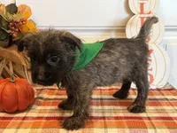 ACA Hunter, a male Cairn Terrier for sale in Lawton, OK – 4 of 6