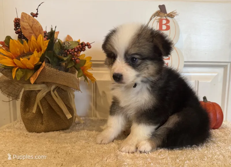 Genie – Pembroke Welsh Corgi, Miniature Australian Shepherd puppy for sale in Lawton, OK