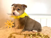 Sam, a male Pembroke Welsh Corgi for sale in Lawton, OK – 5 of 8