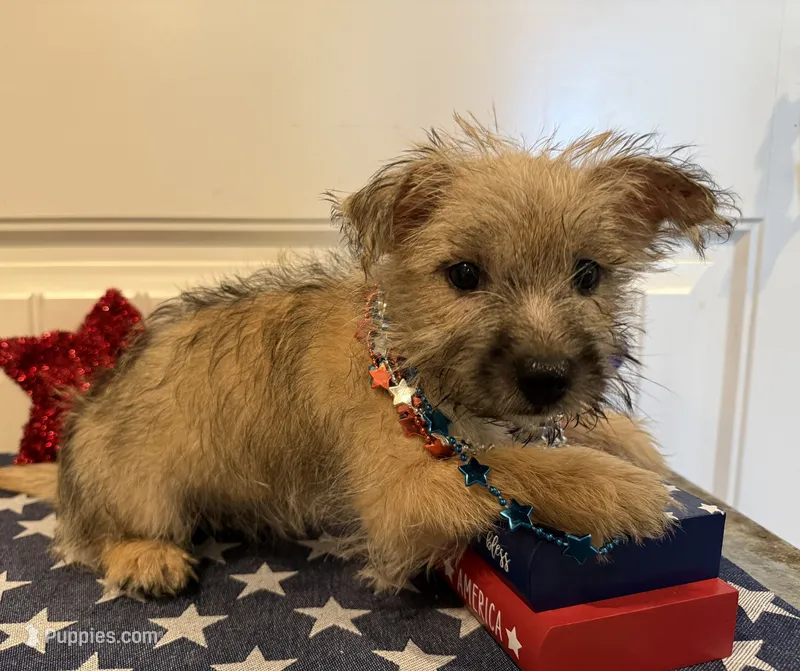 ACA Daisy – Cairn Terrier puppy for sale in Lawton, OK