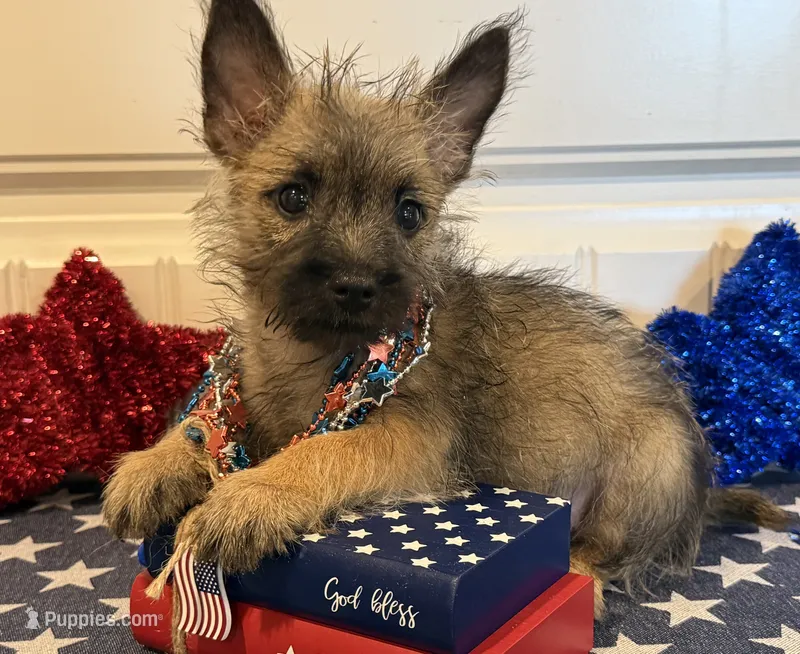 ACA Davie – Cairn Terrier puppy for sale in Lawton, OK