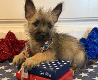 ACA Davie, a male Cairn Terrier for sale in Lawton, OK – 1 of 6
