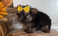Jazzi, a female Morkie for sale in Lawton, OK – 3 of 7