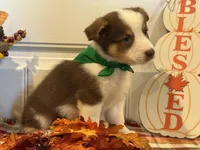 Jessie, a male Pembroke Welsh Corgi and Miniature Australian Shepherd for sale in Lawton, OK – 4 of 6