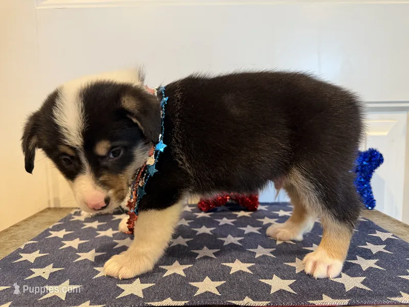 Rocky – Pembroke Welsh Corgi, Miniature Australian Shepherd puppy for sale in Lawton, OK