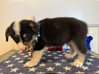 Rocky, a male Pembroke Welsh Corgi and Miniature Australian Shepherd for sale in Lawton, OK – 7 of 8