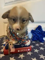 Rachel, a female Pembroke Welsh Corgi and Miniature Australian Shepherd for sale in Lawton, OK – 3 of 7