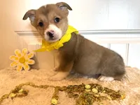 Sam, a male Pembroke Welsh Corgi for sale in Lawton, OK – 8 of 8