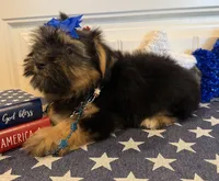 Alex, a male Morkie for sale in Lawton, OK – 6 of 7