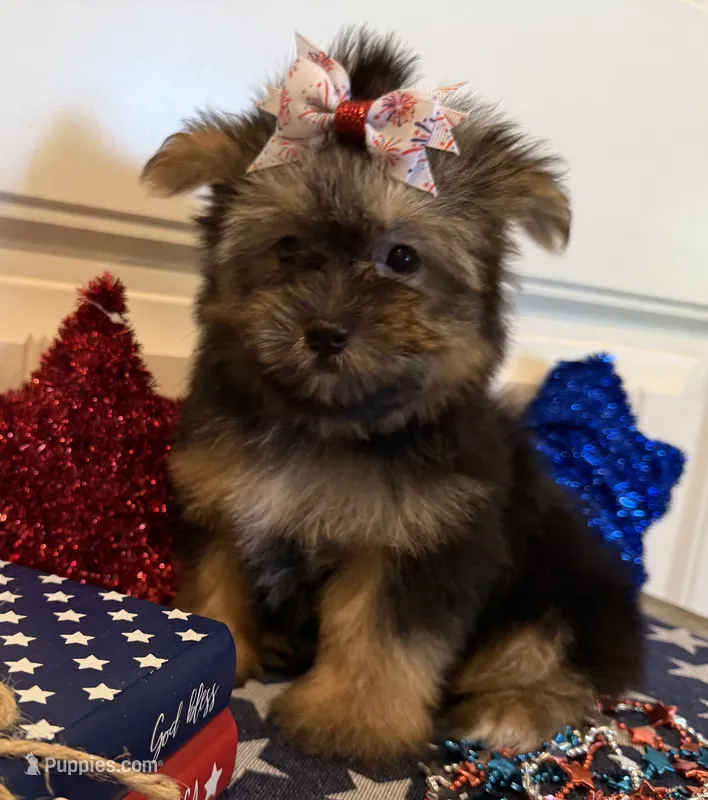 Abigail – Morkie puppy for sale in Lawton, OK