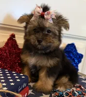 Abigail, a female Morkie for sale in Lawton, OK – 1 of 7