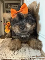 Jaxon, a male Morkie for sale in Lawton, OK – 1 of 7