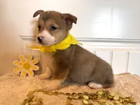Sam, a male Pembroke Welsh Corgi for sale in Lawton, OK – 4 of 8